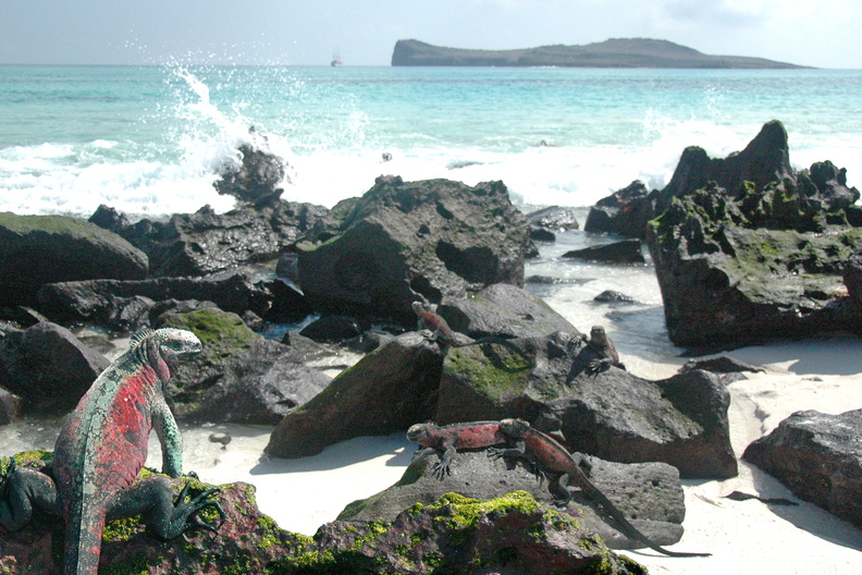 christmas-iguanas-in-gardner-bay-on-espanola-island-in-the-galapagos_6436277775_o.jpg