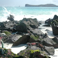 christmas-iguanas-in-gardner-bay-on-espanola-island-in-the-galapagos 6436277775 o