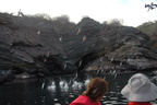 diving-attack-and-anchovy-feeding-frenzy-by-the-blue-boobies-into-tagus-cove-espanola-island-galapagos 6436649923 o