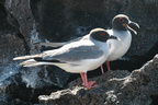 friendly-swallow-tailed-gulls-on-genovesa-or-tower-island-in-the-galapagos 6436225721 o