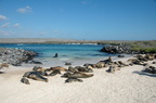 one-alpha-male-watches-over-a-large-colony-of-females-sea-lions-and-defends-them-ferociously 6447689305 o
