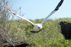 wildlife-in-the-galapagos-has-no-fear---red-footed-bobbies-on-genovesa--tower-island 6447599373 o