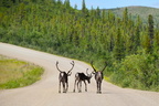 2018-0727-caribou-top-of-the-world-v2-0797