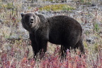 2018-0830-bear-haines-hwy-0466