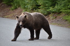 2018-0902-haines-bear-0526