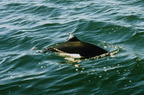 orka-whale
