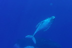 GOPR0486
