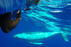 2014 Tonga Whales DM&BJ
