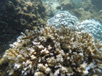 mGOPR1146