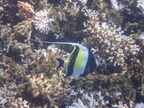 mP2100526