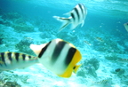 2000-10-bora-bora-paradise-1