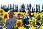 1998-08-canal-du-midi-sunflowers