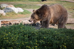 2017-yellowstone-0212