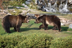 2017-yellowstone-0231