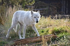 2017-yellowstone-0199