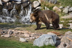 2017-yellowstone-0228
