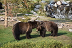 2017-yellowstone-0233