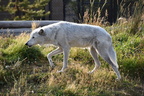 2017-yellowstone-0209