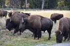 2017-yellowstone-0317