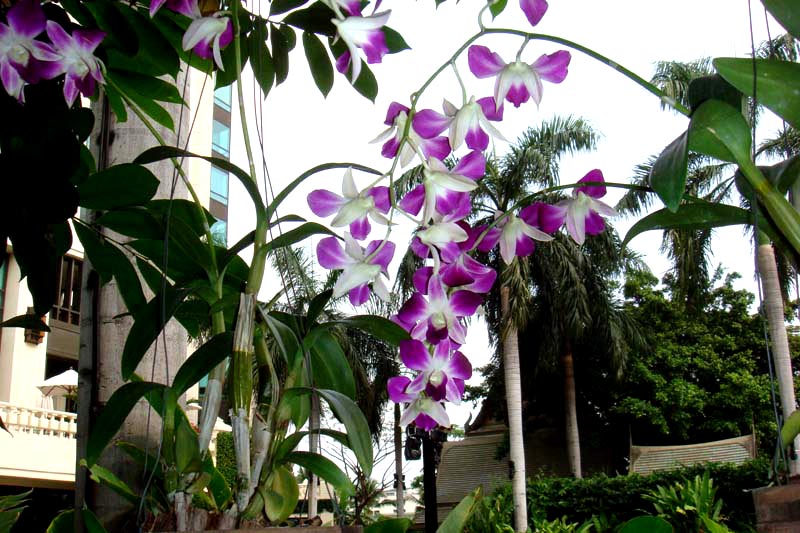 mar13-bangkok-jt-house-3276