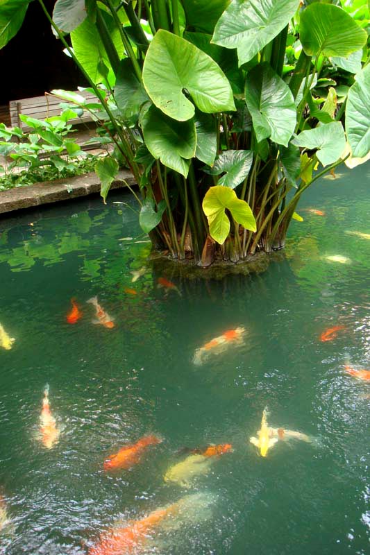 mar13-bangkok-jt-house-3279