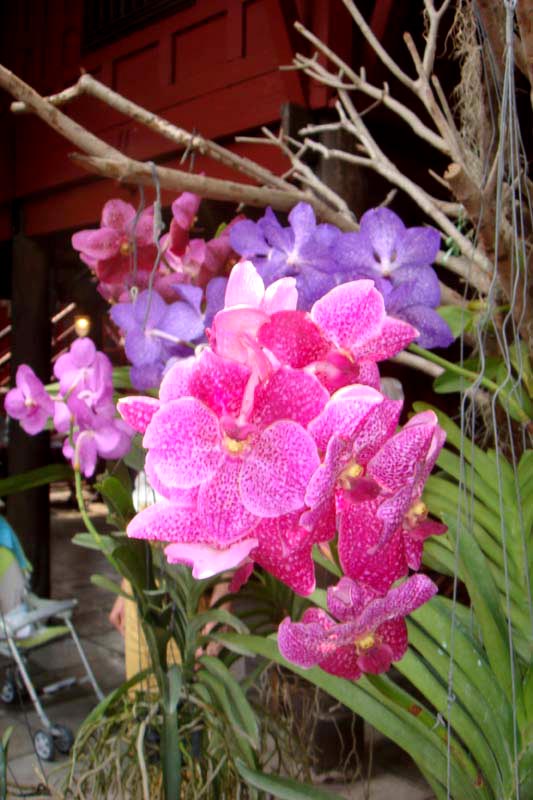 mar13-bangkok-jt-house-3280