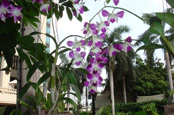 mar13-bangkok-jt-house-3276