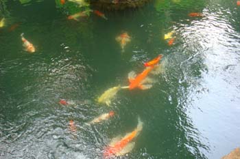 mar13-bangkok-jt-house-3278