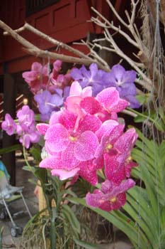 mar13-bangkok-jt-house-3280